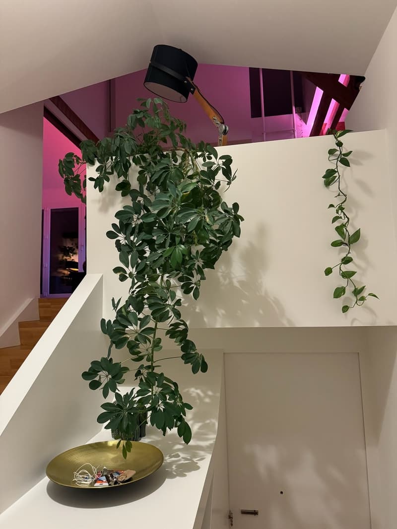 3.5-Zi-Dachwohnung Maisonette Kreis 6 Milchbuck Irchelpark inkl. Parkplatz (13)
