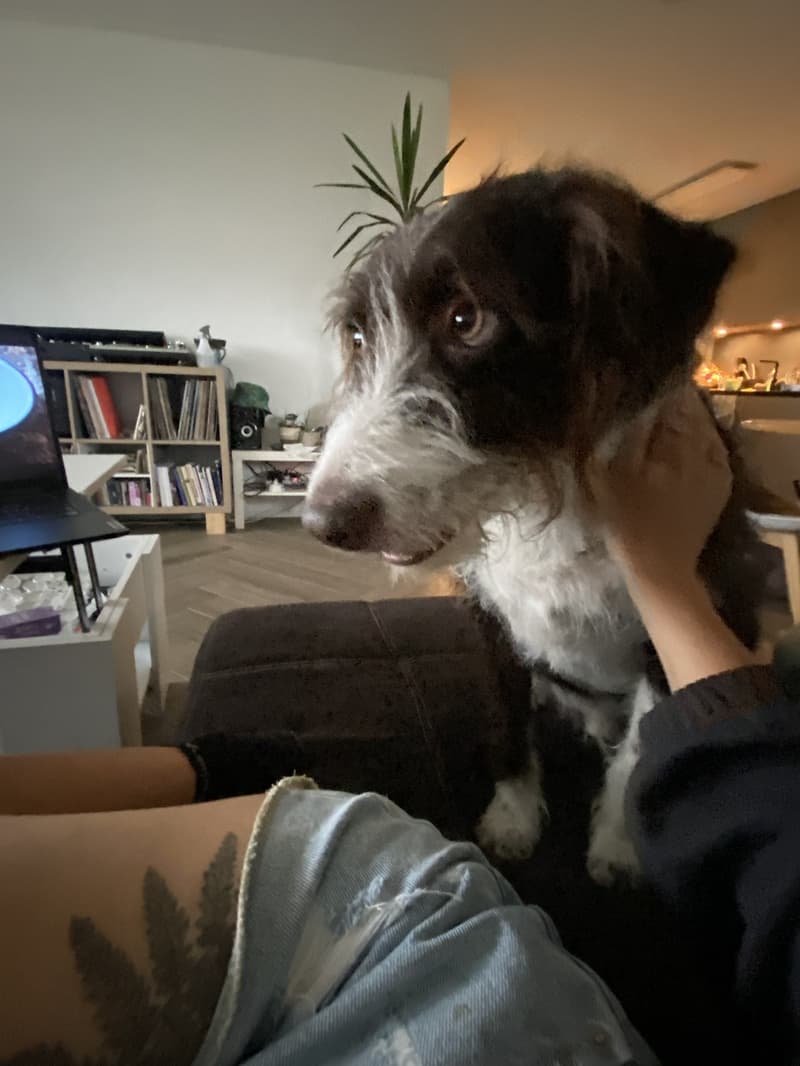 2 Zimmer in einer schönen Wohnung, nahe dem Zentrum, mit einem netten Hund :) (5)