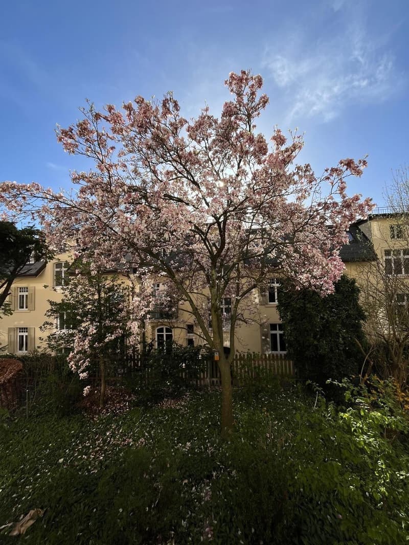 Magnificent Magnolia in the garden