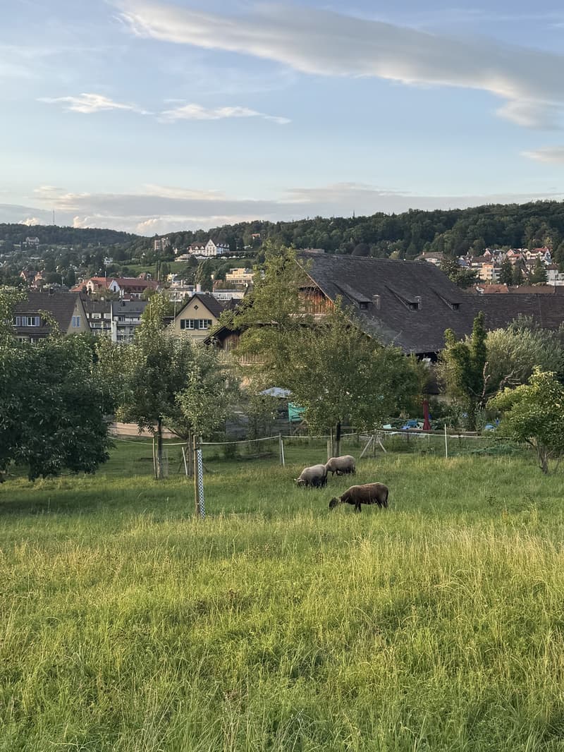 Disponible temporairement 827 septembre - Appartement spacieux 3 pièces à Seefeld (8008) (8)