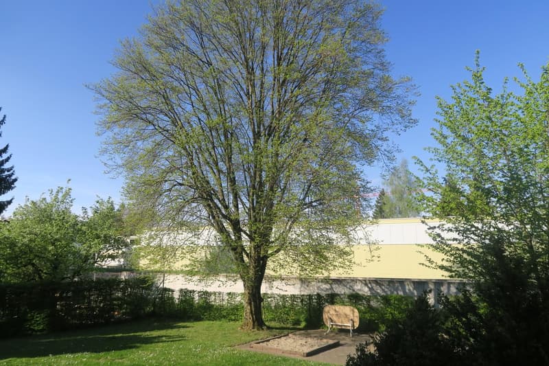 Appartement 4,5 pièces disponible à partir du 01.09.2026. (6)