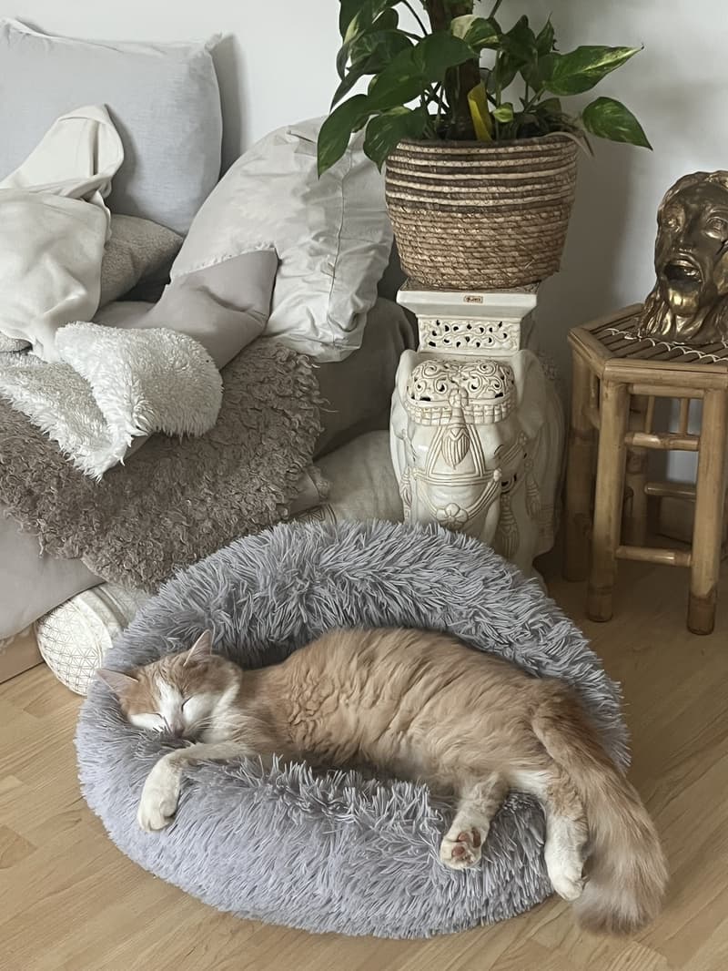 Apartment for 6-12 months for subletting (7)