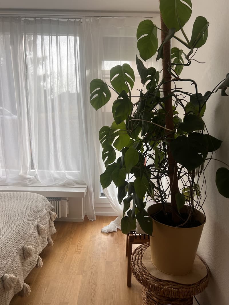 1 ½ rooms apartment, 8802 kilchberg (5)