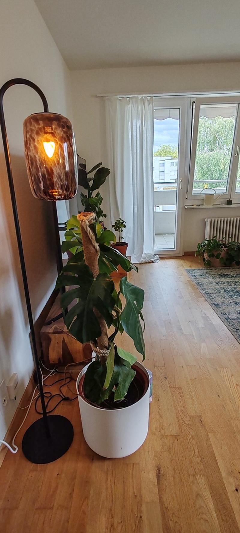 Gesellige Sports-Maus gesucht in 3,5 Zimmer Wohnung (3)