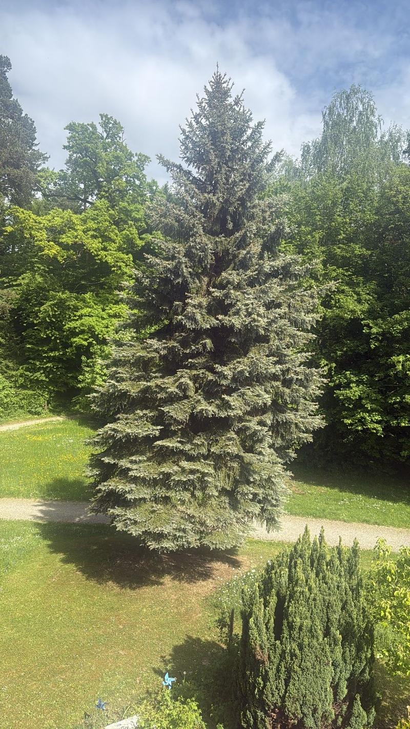 Nachmieter per sofort gesucht wunderschöne 3-Zimmer-Wohnung direkt am Wald (2)