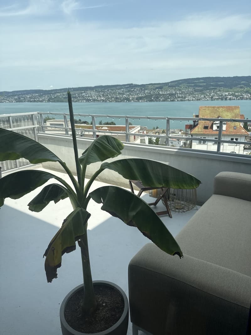 Temporary 2.5-room apartment with lake view in Horgen Oberdorf (2)