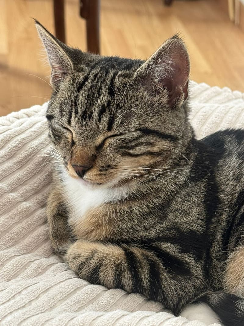 Befristete Wohnung in Wiedikon mit Katze (9)