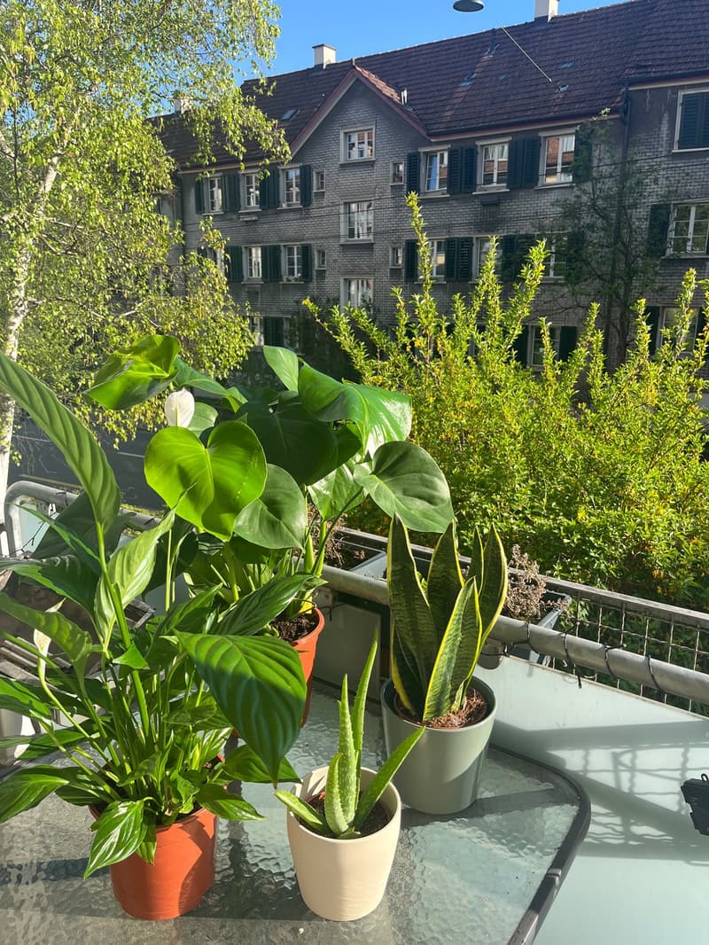 Cozy & Sunny 3-Room Apartment in Wipkingen, Zurich (Sept 2026 Sept 2027) (9)