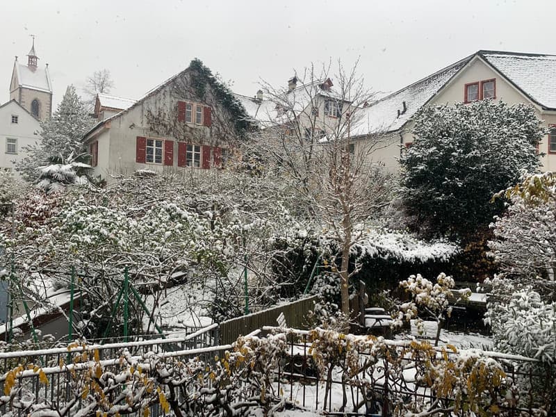 Garden view (from bedroom)