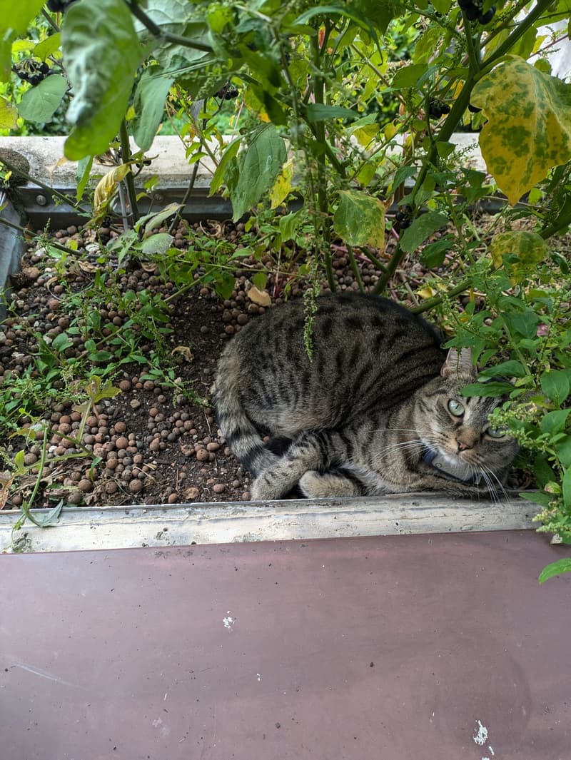 WG-Zimmer für 3 Monate mit Katze (7)