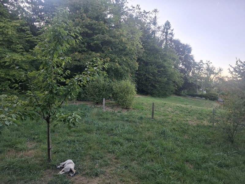 WG-Zimmer in ökoligoschem Quartier Horgen (2)
