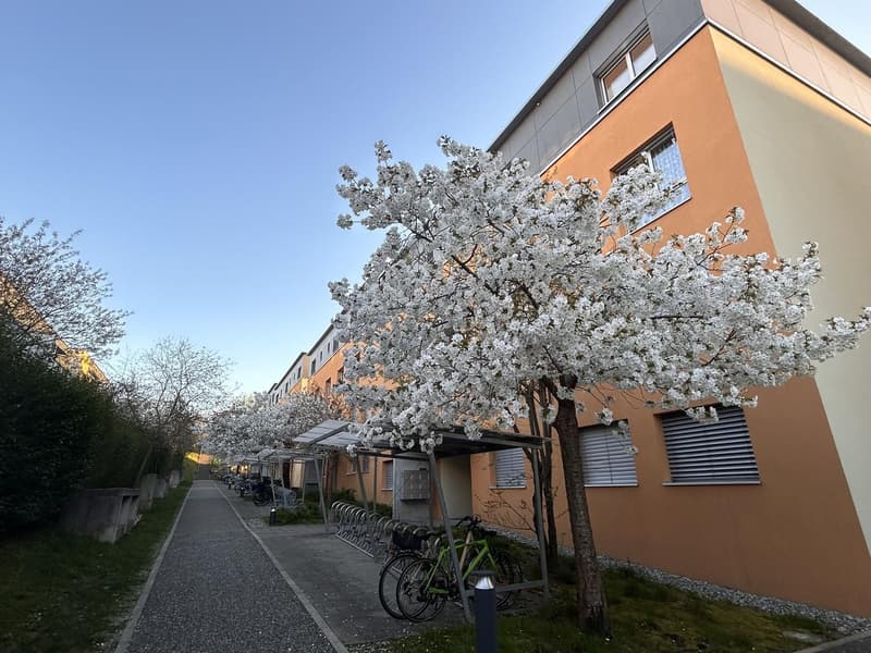 2.5 Zimmer Attika Wohnung (5)
