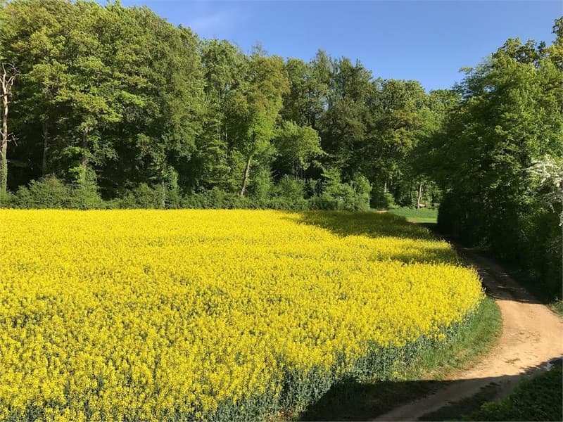 Charmantes freistehendes Häuschen im Grünen sucht Nachmieter! (3)