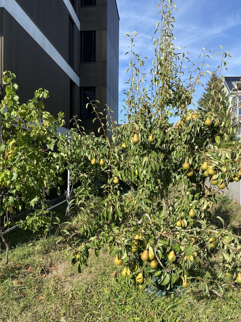 WG-Zimmer in 4,5 Zimmer-Wohnung mit Garten und eigenem Badezimmer (10)