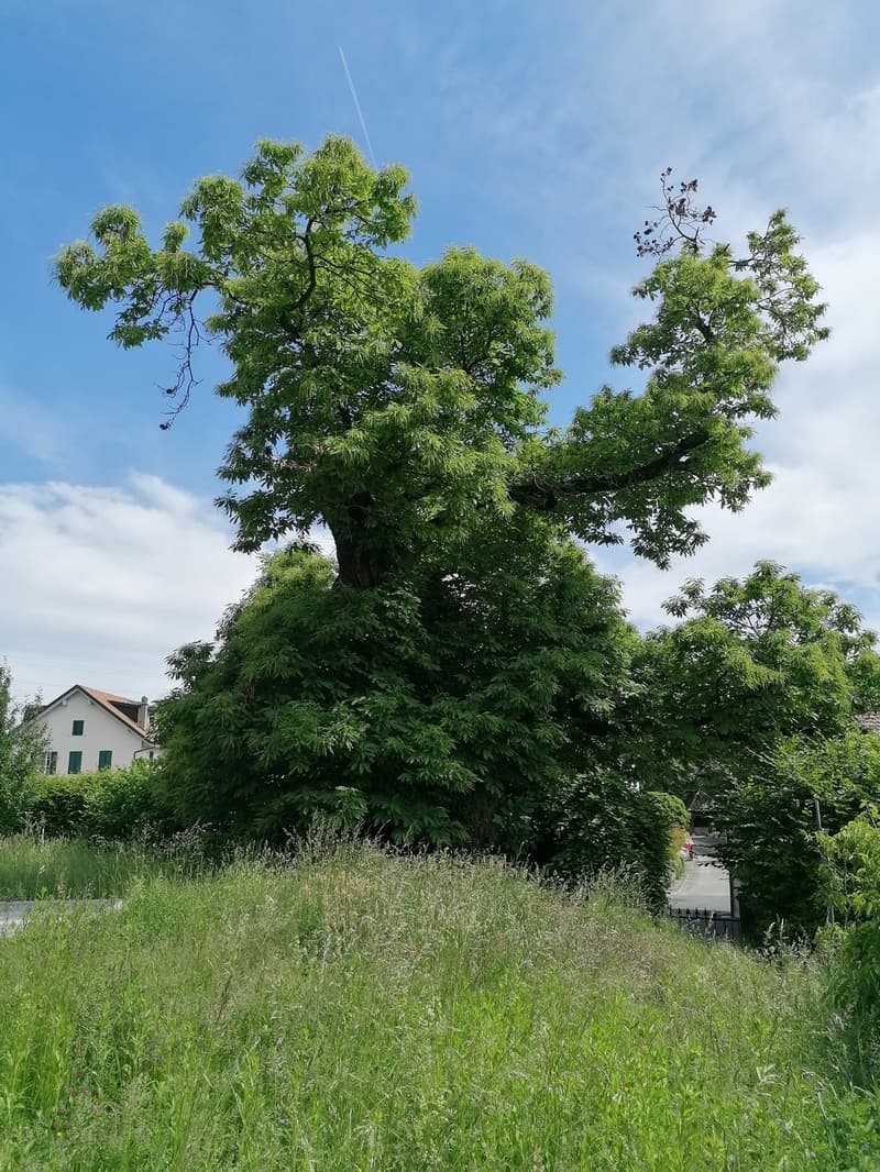 Chambre privative de 40 m² dans une colocation d'exception de deux maisons à Chigny sur Morges (11)