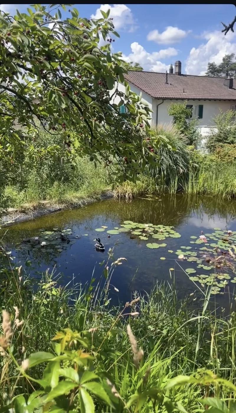 Room in House w/ Garden & Sauna in Höngg (limited until end of Mai 2027), I accidentally deleted the Inserat before! (7)