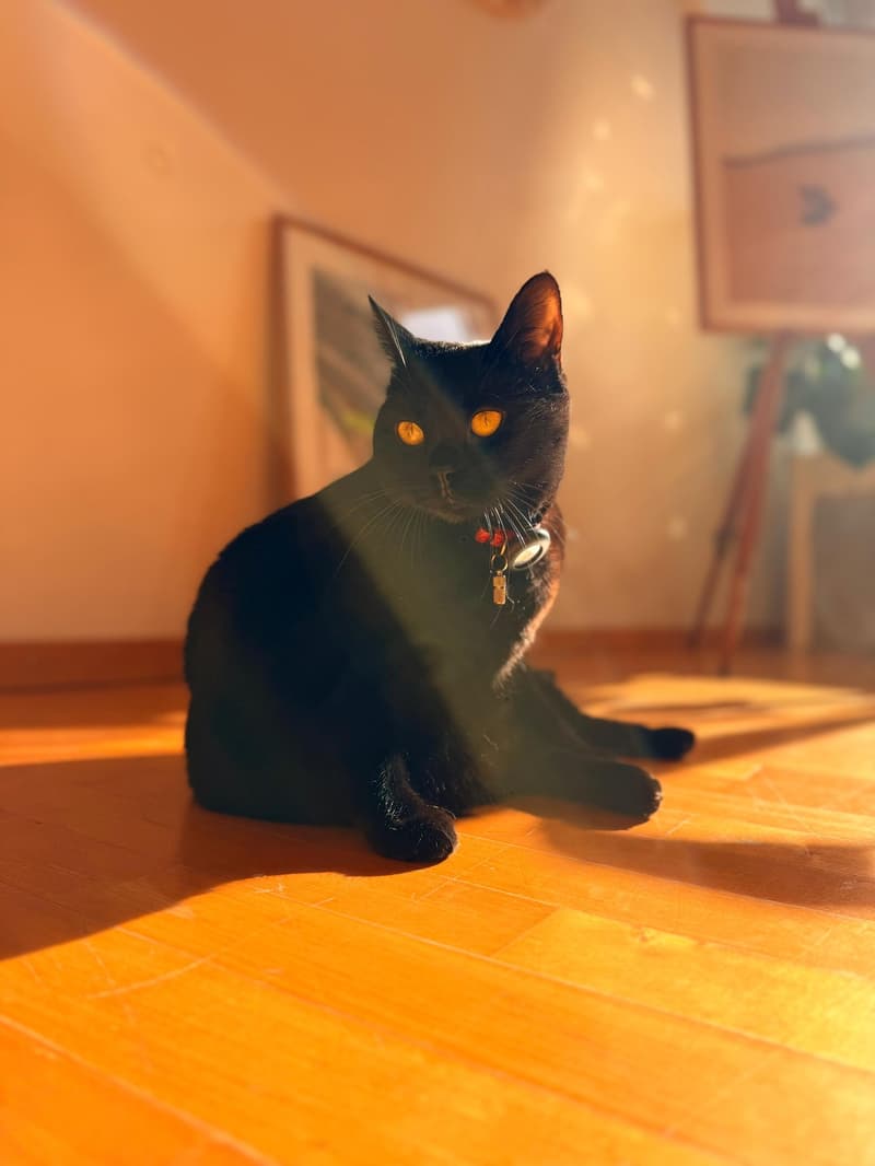 WG-Zimmer im Bruchquartier mit Katze (2)