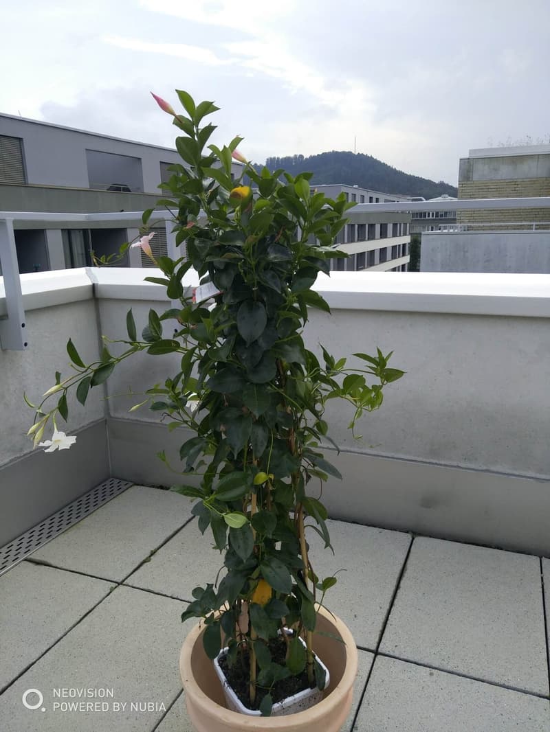 Traumhafte 3.5-Zimmer-Attikawohnung mit grosser Loggia & Terrasse direkt am Bahnhof in Suhr (2)