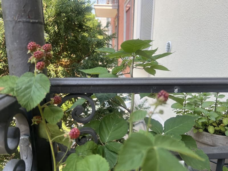 2 ½ Zimmer-Wohnung, 8002 Zürich (9)
