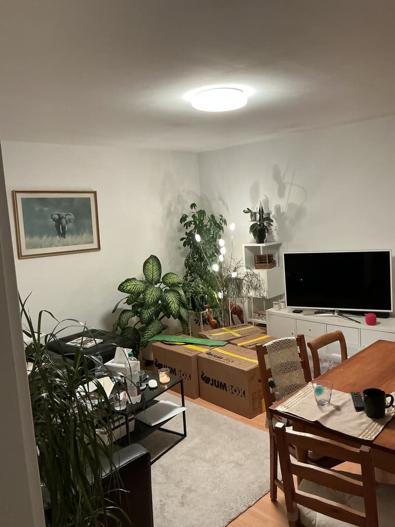 Drei Zimmer Wohnung im Erdgeschoss in Glattbrugg (1)