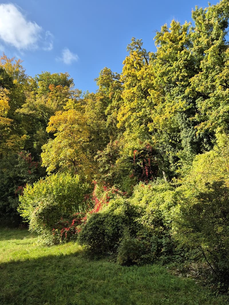Gemütliches WG-Zimmer in Altstadtnähe direkt am Wald (5)
