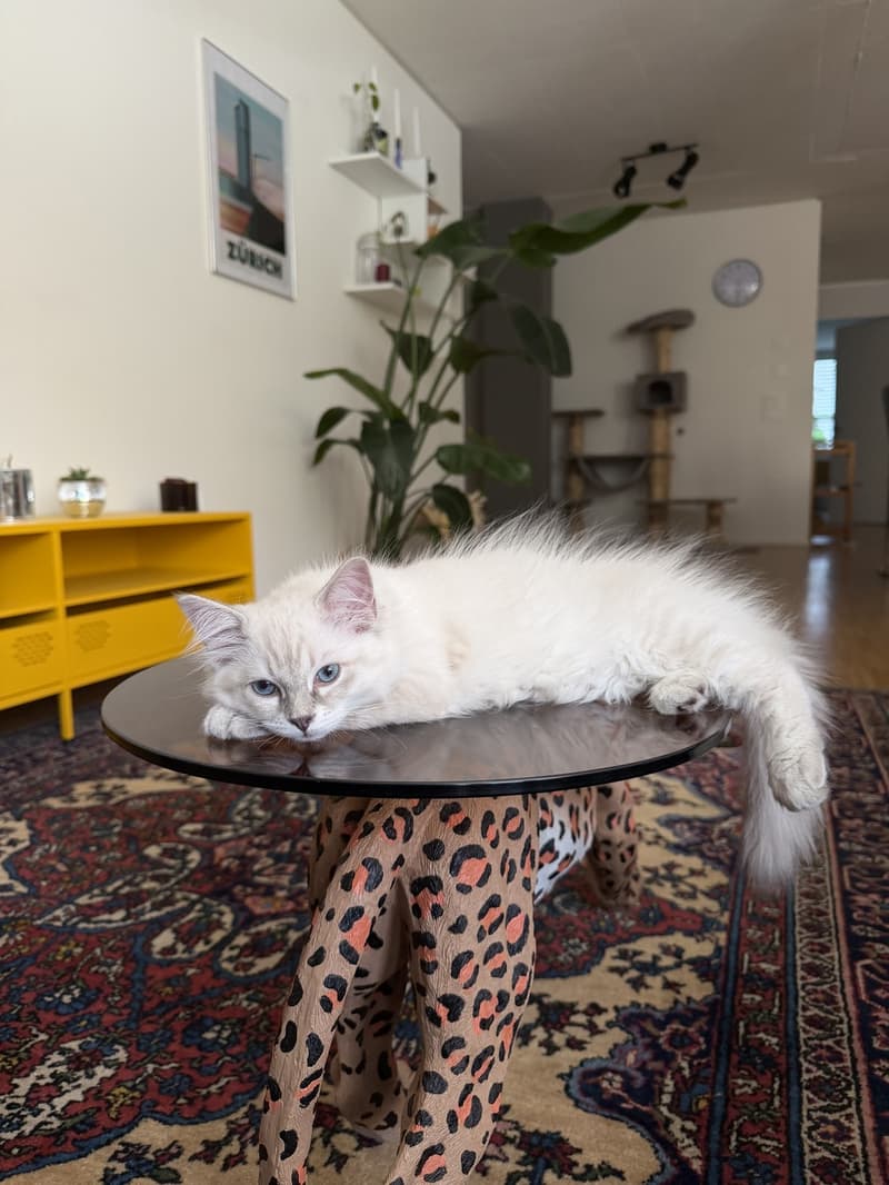 WG-Zimmer im Maaghof mit Büsi (13)