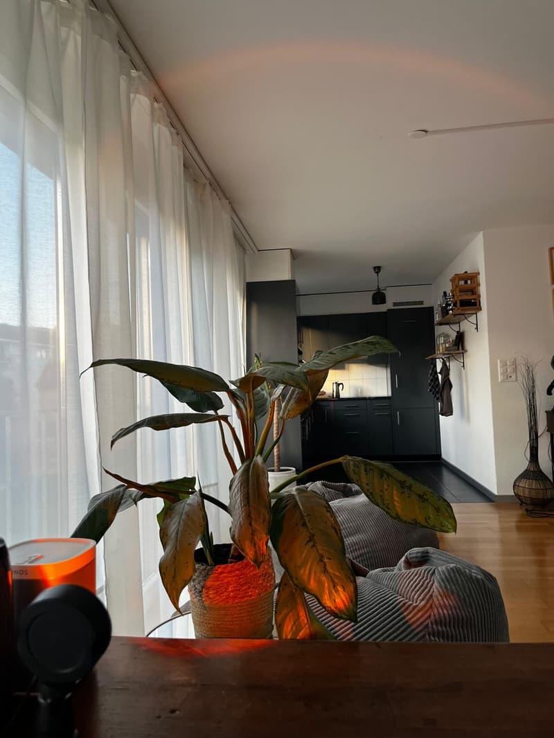 150 m² Wohntraum in Olten möbliert, lichtdurchflutet & naturnah | JanFeb 2027. (7)
