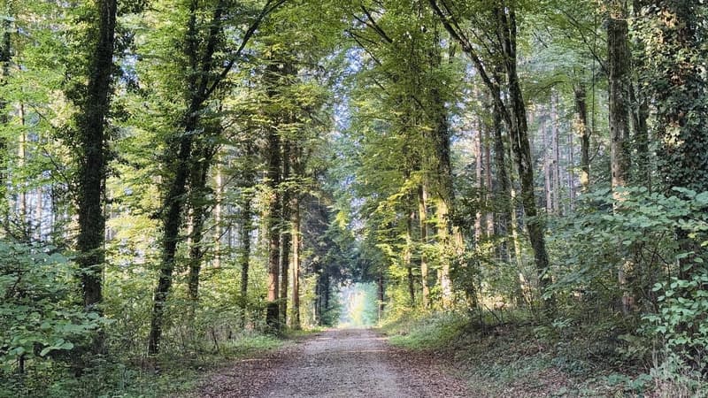 Ruhiges WG Zimmer bei Aarau mit Aussicht und Garten (8)