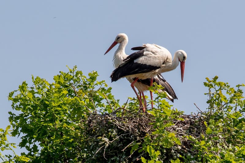 Wohnen, wo Natur und Lebensqualität zuhause sind (14)
