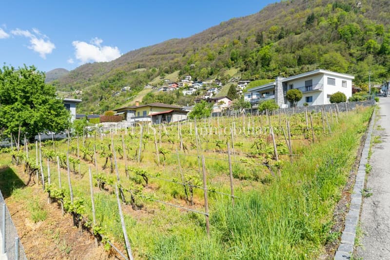 GORDOLA - 4 moderne Einfamilienhäuser mit Garten in sonniger Lage (3)