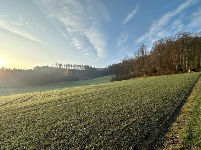 Nouveau bâtiment "Sennenberg Killwangen" : 10 maisons disponibles | Prêtes à être occupées au printemps 2028 (11)