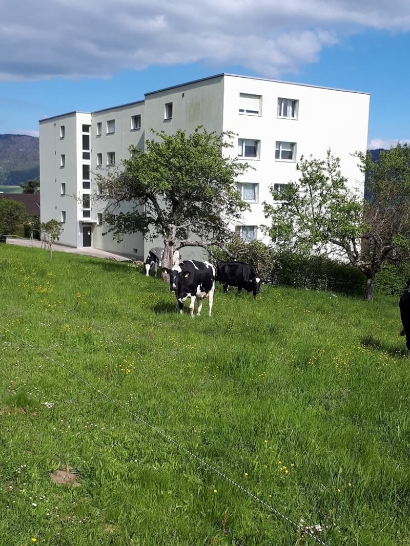 vue_vaches.jpg