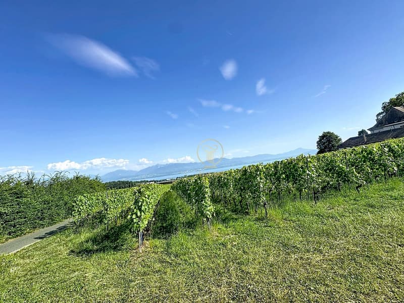 Vignes