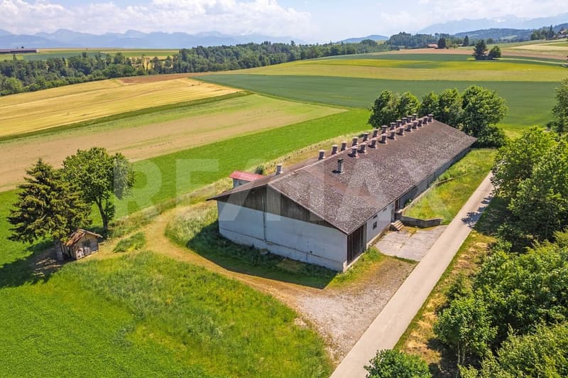 Mästschweinefarm: 600 Plätze für Mastschweine (1)