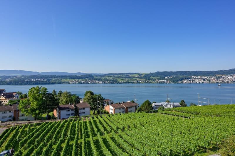 Aussicht über die Rebberge