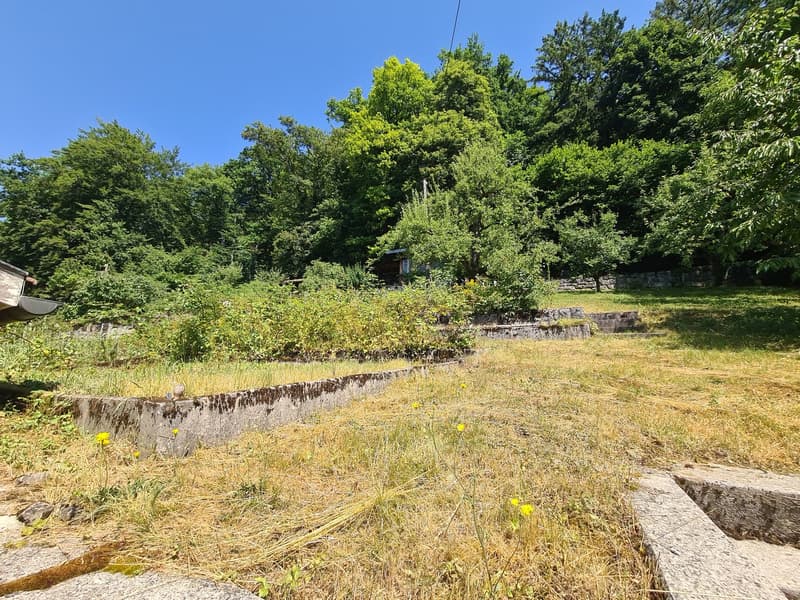 The image shows a lush, green outdoor area with a grassy lawn, stone steps, and a small structure or shed visible in the background. The area is surrounded by dense foliage and trees, creating a serene and natural setting.