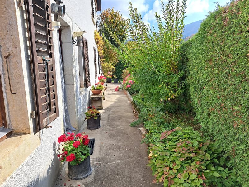 a pathway in the garden with various plants and flowers, hedges, and a paved walkway
