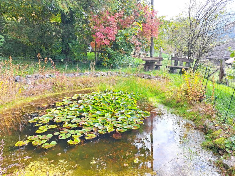 small pond with water lilies, grass, wooden bench, wooden picnic table