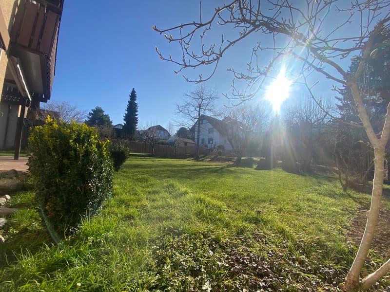 green grass lawn, bushy hedges, fenced with a wooden fence, small plants and trees