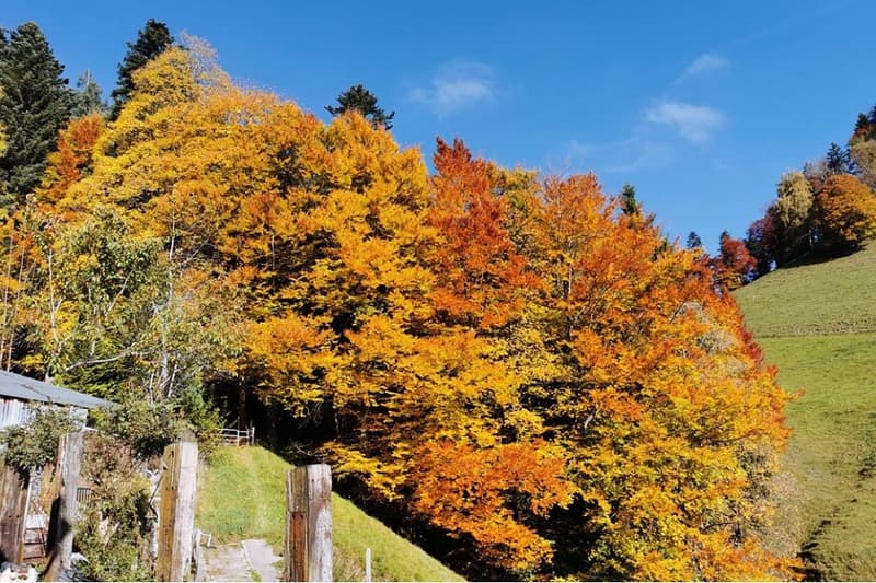 Casa colonica di Toggenburg in una posizione unica e solitaria con pace, vista e storia (7)