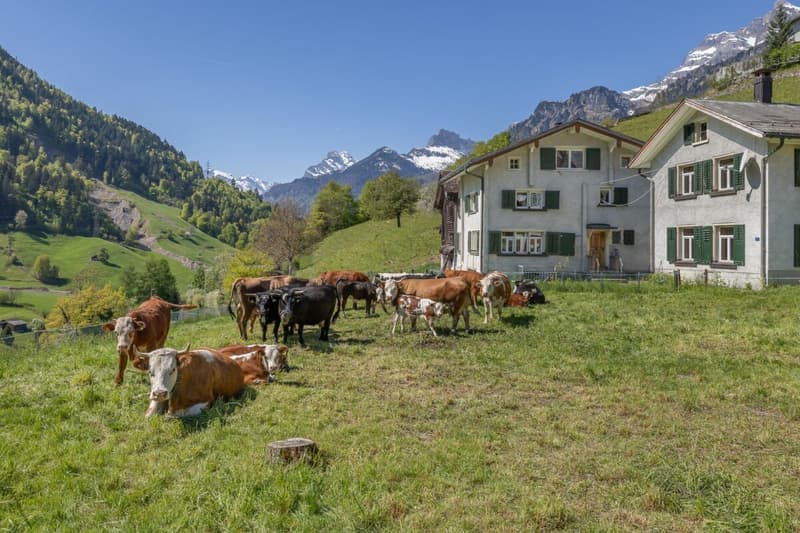 New Build | 5.5-Room Single-Family Home "Adler" (7)