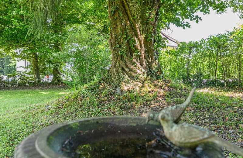 Lush, green forest with a large, moss-covered tree trunk in the foreground. The scene includes a small pond or water feature in the bottom of the frame. The surrounding area is filled with dense foliage and vegetation, creating a serene and natural enviro
