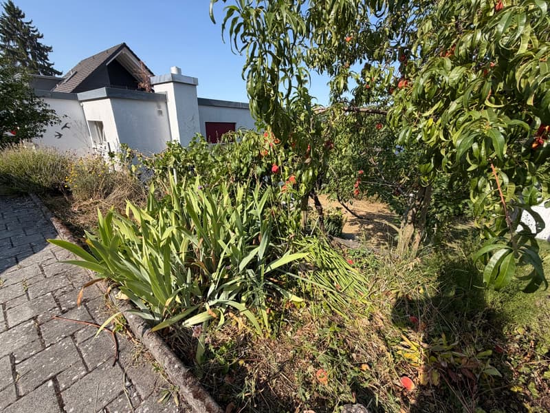 Familienfreundliches 5-Zimmer-Einfamilienhaus an ruhiger Lage in Muri AG (4)