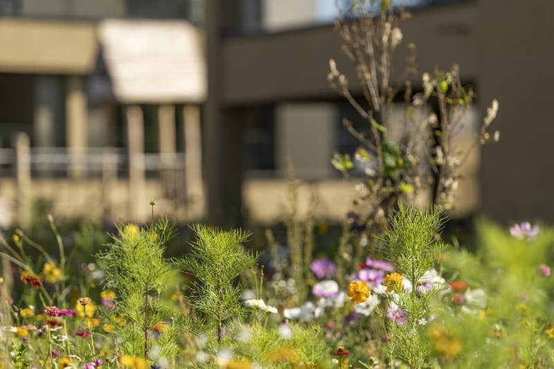 Modern, ecological living in the new Sirius development (2)
