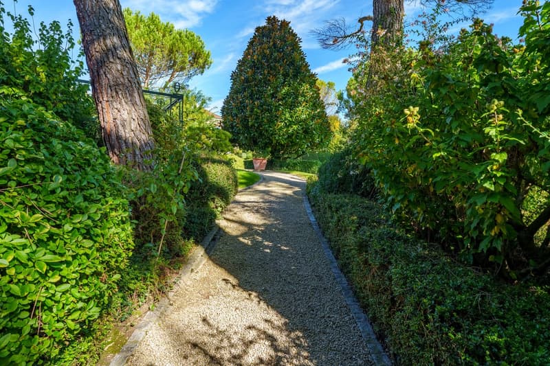 gravel pathway between hedges, large mature tree, sunny blue sky