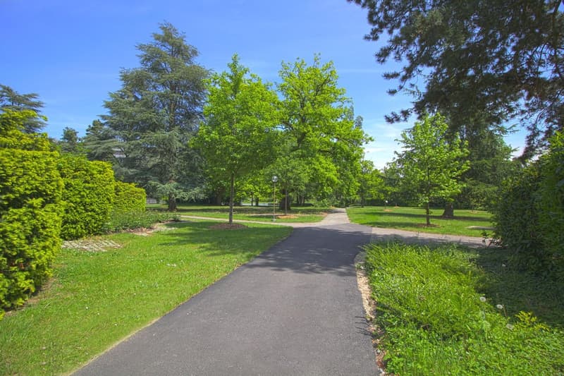 Pathway in middle of park, lush green trees and bushes, paved pathway, grass on sides, clear blue sky