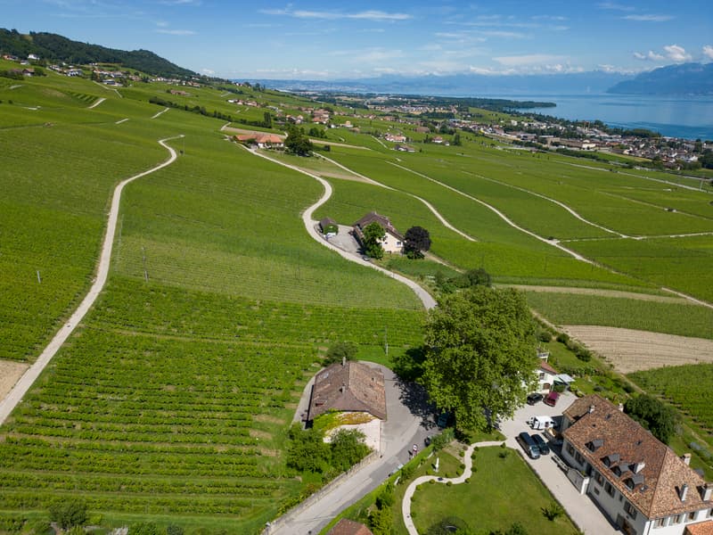 Aux portes de Rolle, Maison vigneronne entourée de vignes (4)