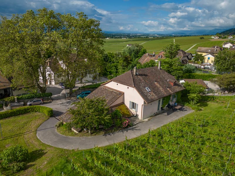 Aux portes de Rolle, Maison vigneronne entourée de vignes (6)