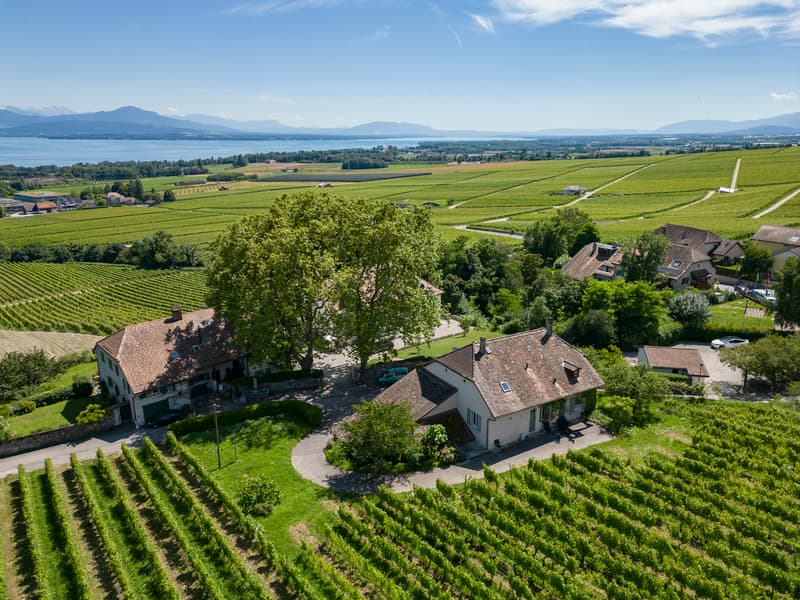 Aux portes de Rolle, Maison vigneronne entourée de vignes (3)