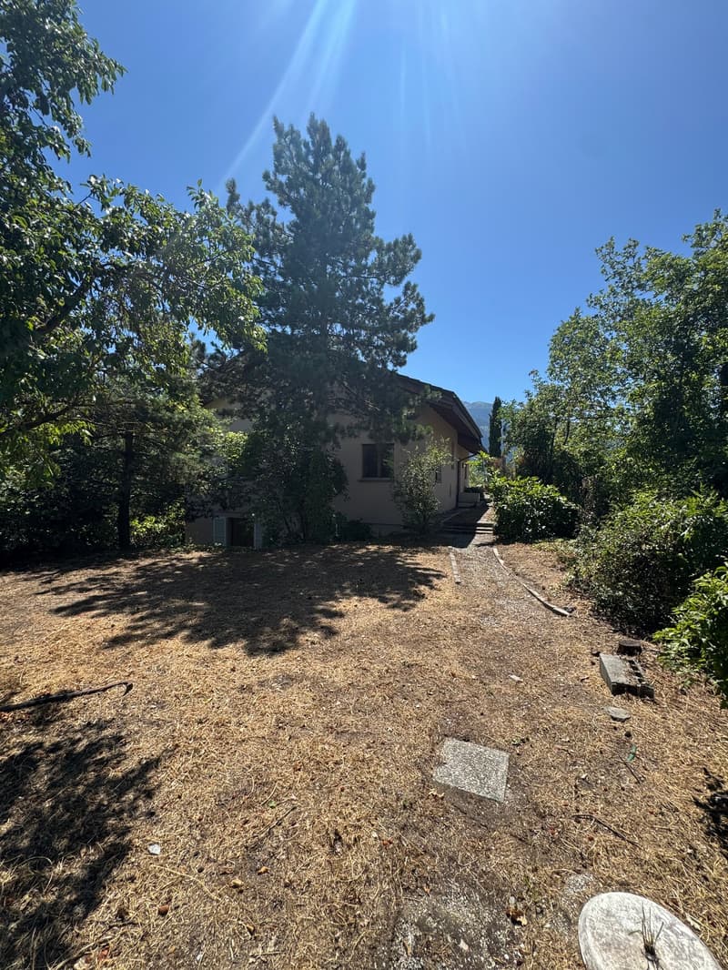 Detached house with two windows and door, white walls, large tree in front, dry yard, small slope in front, bushes, sunlit area